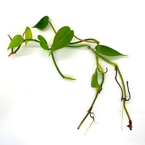 🌿2/$30 Heart Leaf Philodendron - Houseplant Cuttings